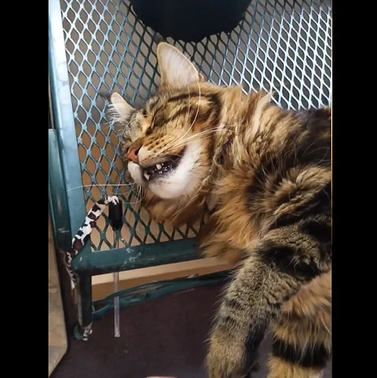 Big Maine Coon snoozing in an unlikely place (video)