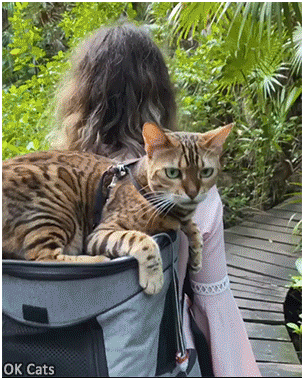 Amazing Cat GIF • Woman taking a walk in the jungle with her bengal cat on backpack [ok-cats.com]