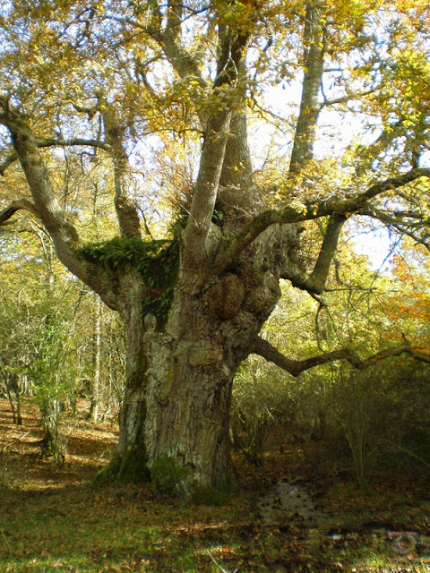 El bosque centenario de Munain-Okariz (Alava)