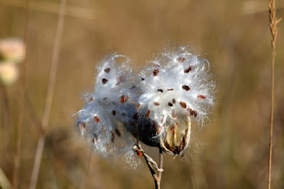 split milkweed seed pod