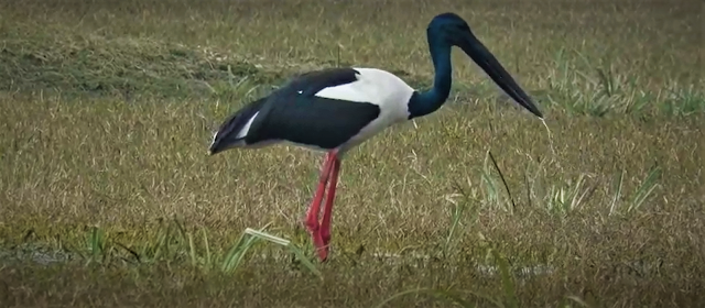 Crane at Bharatpur