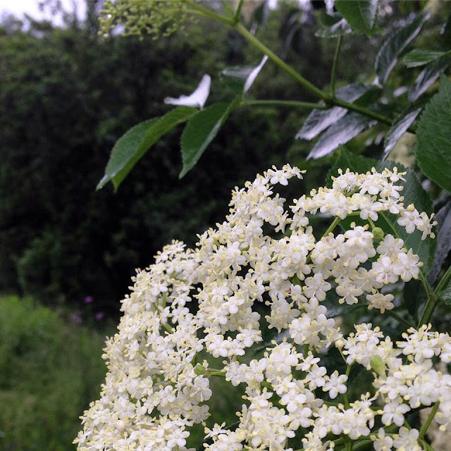 June, garden, gardening, no dig, de tout coeur limousin, potager, Limousin, Nouvelle Aquitaine, retreat, wellbeing, nature, millevaches, plateau de millevaches,  creuse, vegetables, grow your own, organic, vegetable garden, 