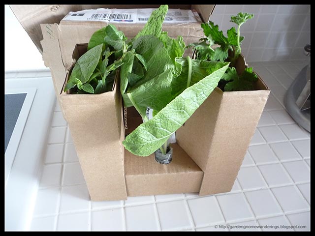 Of course I could buy just the horseradish. I also bought a couple of herbs 