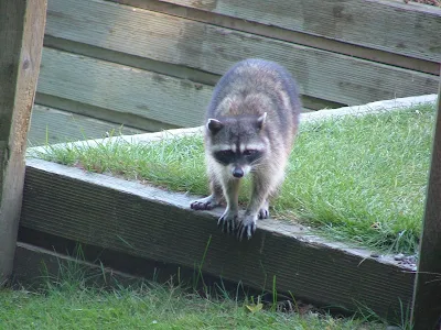 wildlife at Blake Island Park, Raccoon
