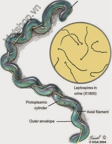 Hình 1: Hình mô phỏng leptospira