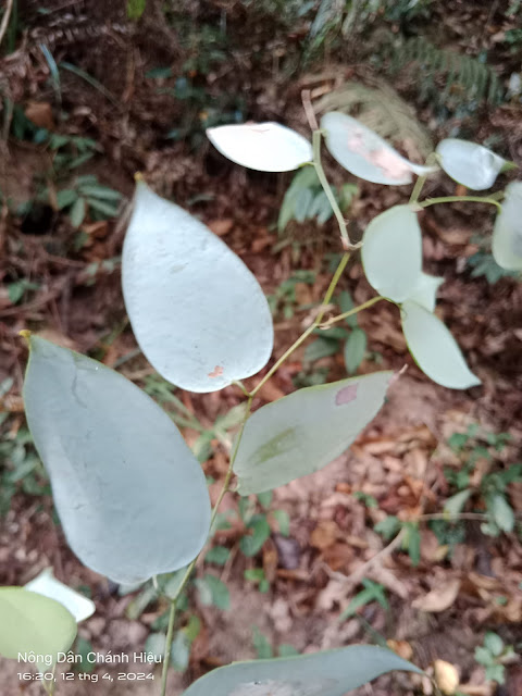 Smilax corbularia