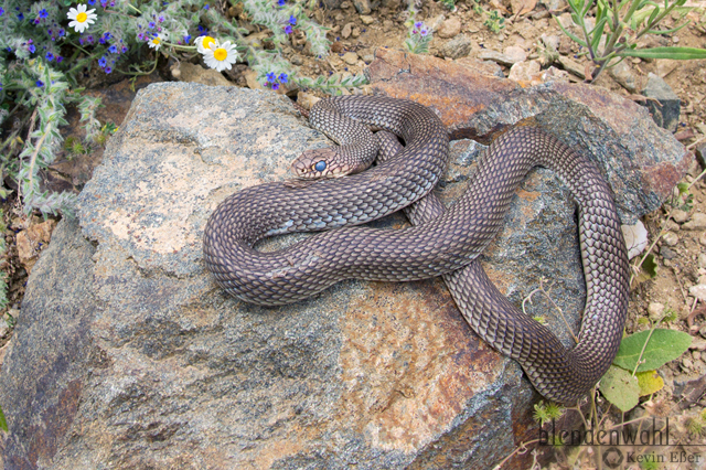 Large Whip Snake - Dolichophis caspius