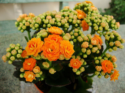 Kalanchoe Blossfeldiana Flower Pictures