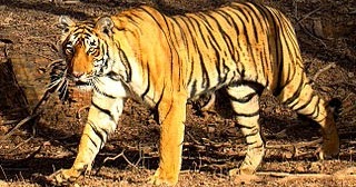 Gambar Harimau