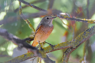 colirrojo-real-phoenicurus-phoenicurus-macho-