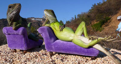 Funny Lizards - Relax like Lizards, Amazing Photos...