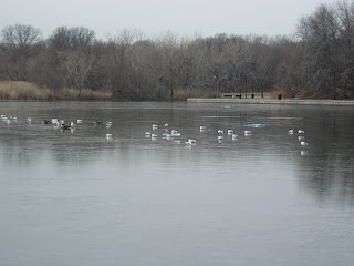 Frozen lake, New Jersey