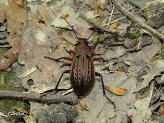 Carabus (Tachypus) cancellatus durus IMG3508