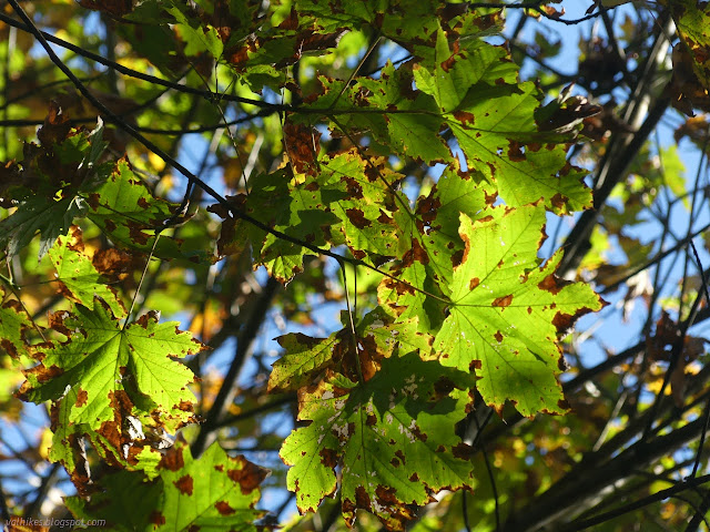 25: brown spots on green leaves