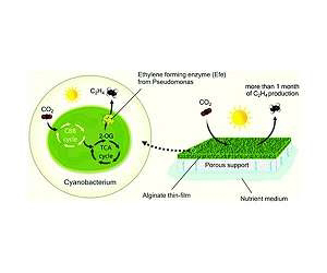 Cyanobacterial biofilm can sustain green ethylene production for over a month. 