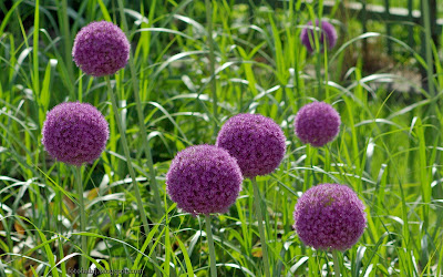 http://fotobabij.blogspot.com/2016/02/czosnek-olbrzymi-allium-giganteum_24.html