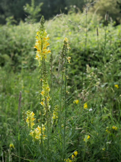 Single plant of toadflax growing in meadow