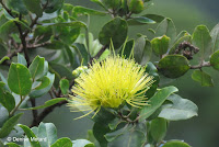 Yellow 'Ohi'a lehua - Lyon Arboretum, Manoa Valley, Oahu, HI