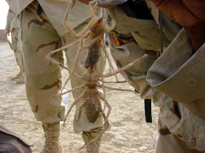 Camel Spider