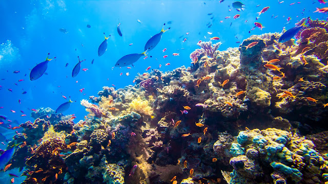 Red Sea Reef