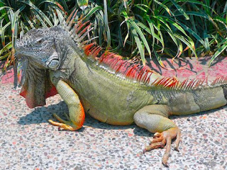 Iguana Wallpapers