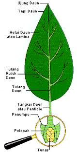 Terpopuler Daun Tidak Lengkap