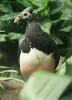 Maleo Senkawor