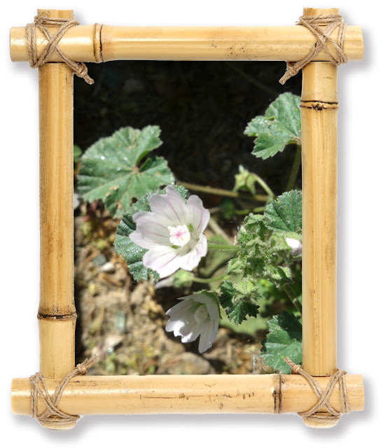 Malva hispanica