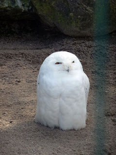 White owl