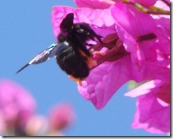 Xylocopa violacea (3)