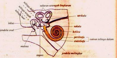   Bagian-Bagian Telinga dan Fungsinya serta contohnya 