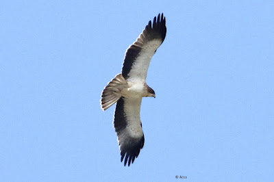 Booted Eagle