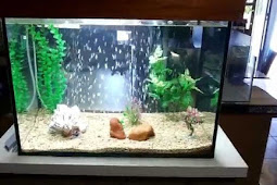 Cara Menciptakan Aquarium Sederhana Unik Untuk Ikan Hias