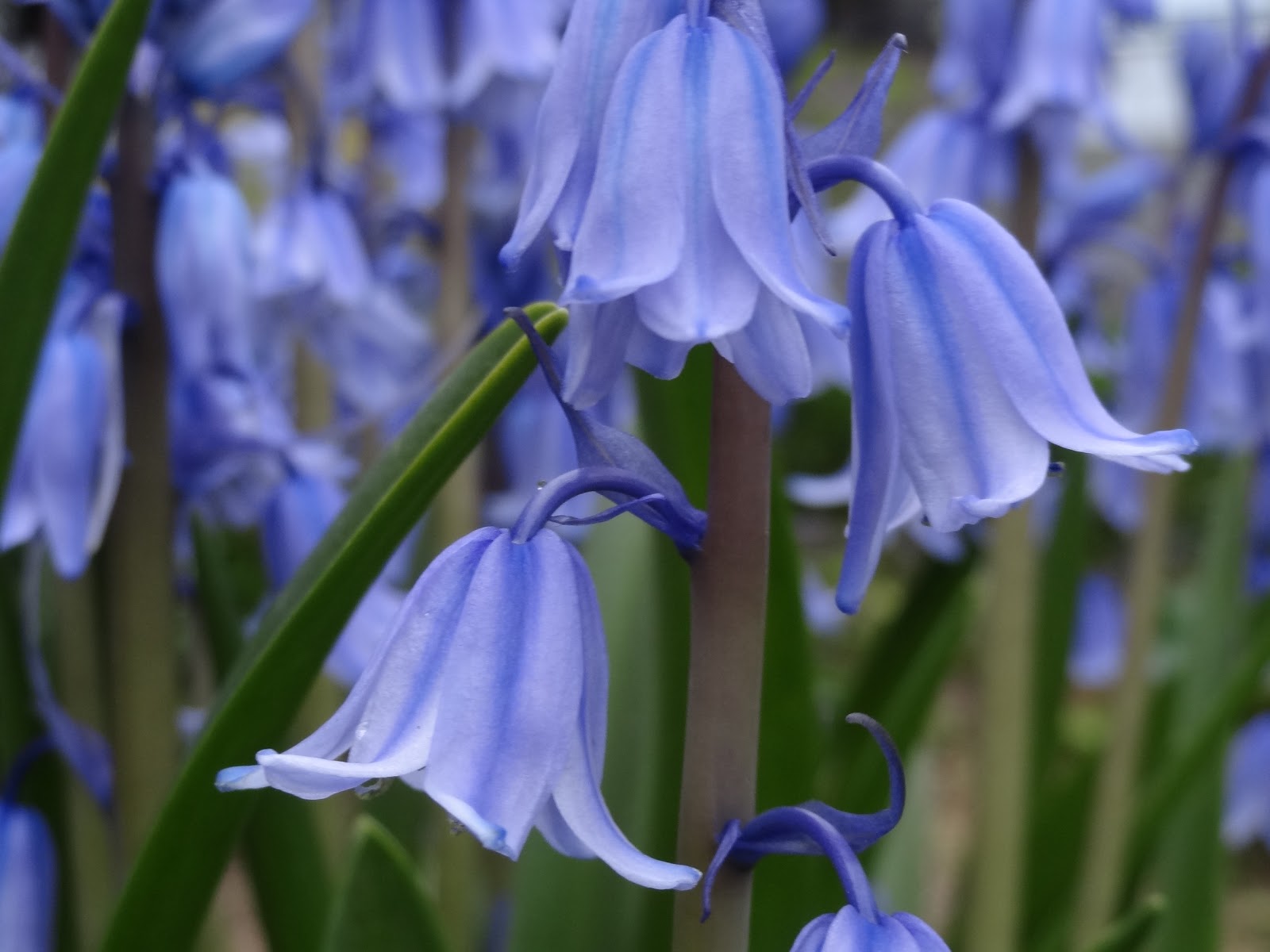 和の花だより シラー カンパニュラータ 爽やかなブルーの花 球根つりがね水仙