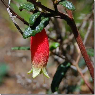 Grampians - common correa