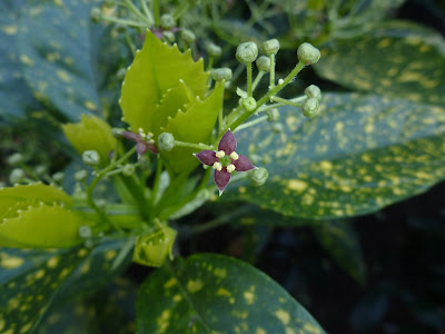  Aucuba japonica (Gold Dust Plant)