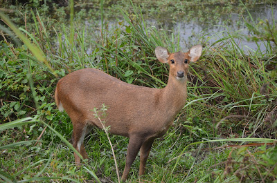 Kaziranga National Park Photo