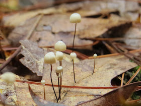 horsehair mushrooms