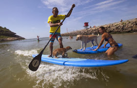 Brazil Surfer Dogs