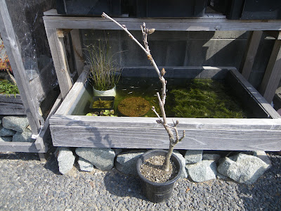 藤の育て方 鉢植えで藤の花を楽しむ メダカの大工