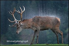 Deer have appeared on track in Austria in the past