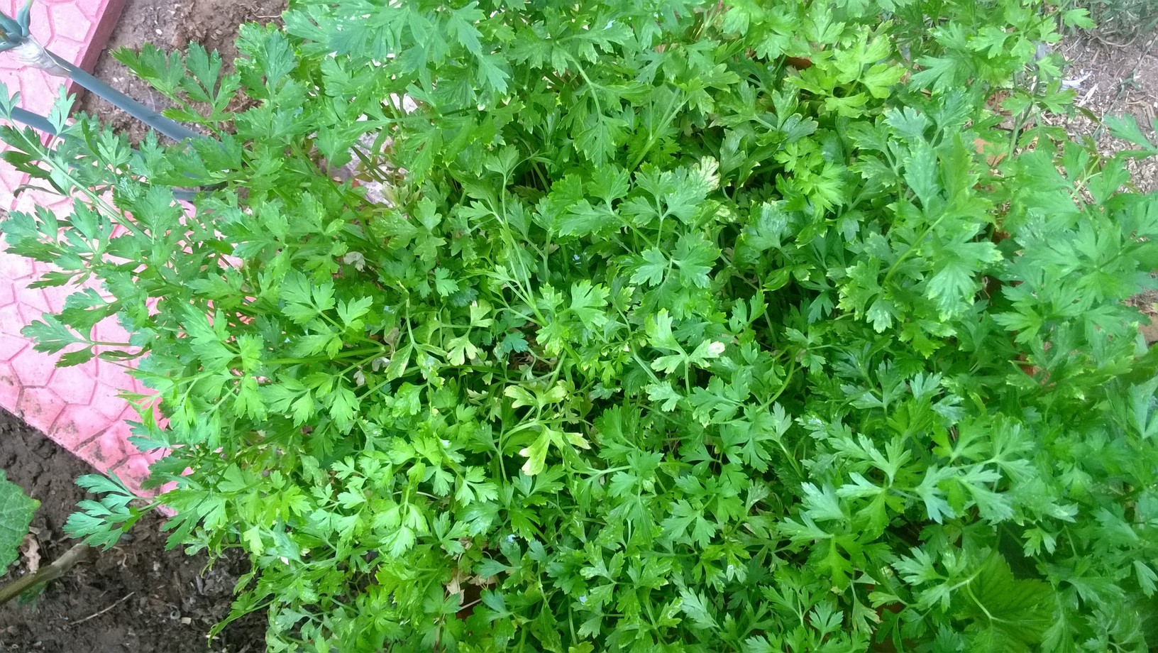 Parsley is a great choice for container planting, and one of the most used herbs in the kitchen.