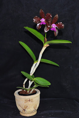 Cattleya tigrina - Tiger Striped Cattleya care