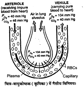 Solutions Class 11 जीव विज्ञान Chapter-17 (श्वसन और गैसों का विनिमय)