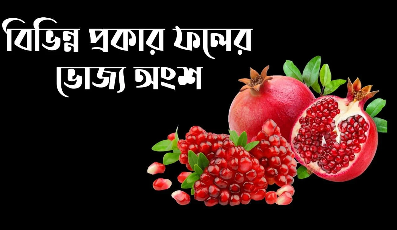 বিভিন্ন প্রকার ফলের ভোজ্য অংশ PDF: Download Edible Part Of The Fruit PDF