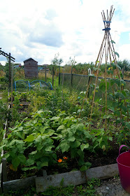 The plot (right hand side) - www.growourown.blogspot.com ~ an ecotherapy blog