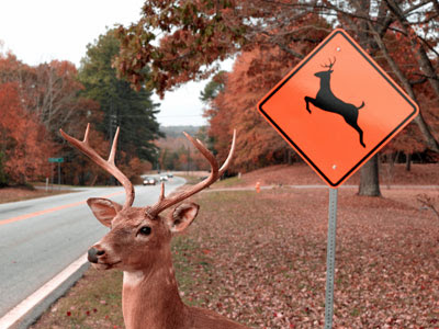 deer hunting car accidents