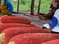 7 Manfaat Buah Merah Papua Untuk Kesehatan