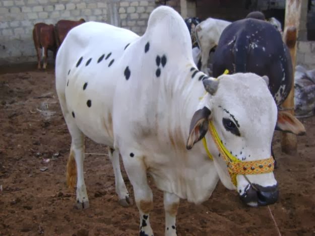 Eid Ul Adha Qurbani Animals 2013 - Urdu News From Pakistan Eid Ul Adha Qurbani Animals 2013 - Urdu News From Pakistan