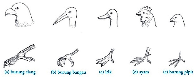 Kelas Aves Burung  Pengertian Ciri ciri Reproduksi 